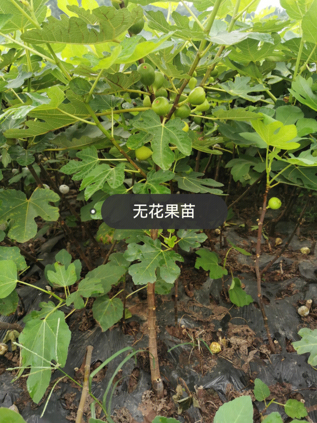 无花果苗自家种一颗常年都有美味的无花果