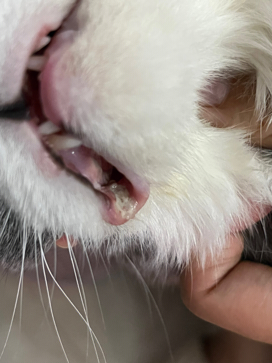 猫的嘴边缘像溃疡一样图片