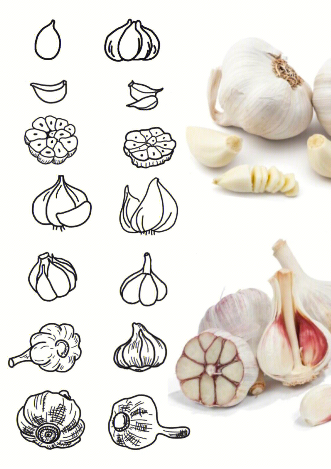 黑白简笔画大蒜garlic