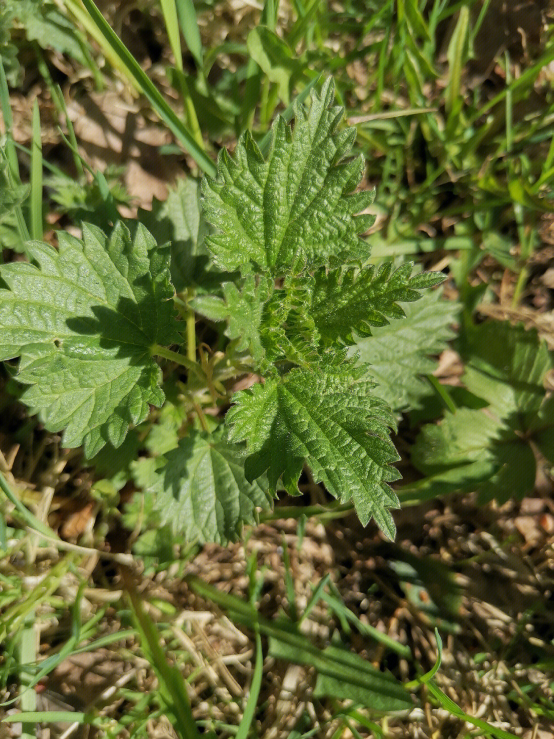 原来荨麻可以吃啊