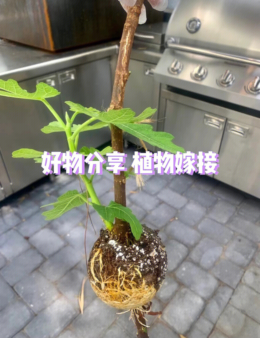 简单植物嫁接分享饱满的根系适合任何植物