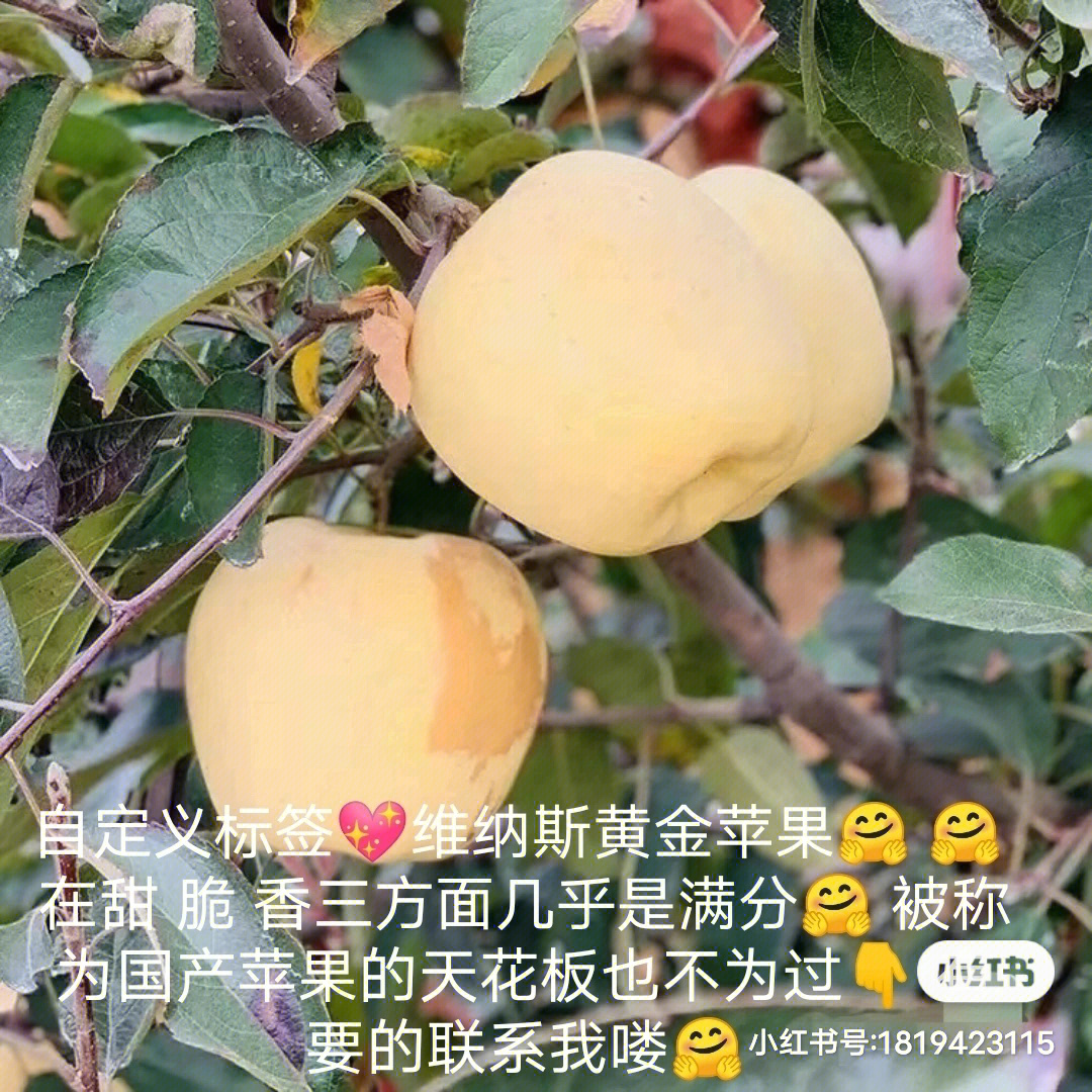 维纳斯黄金苹果0707在甜脆香三方