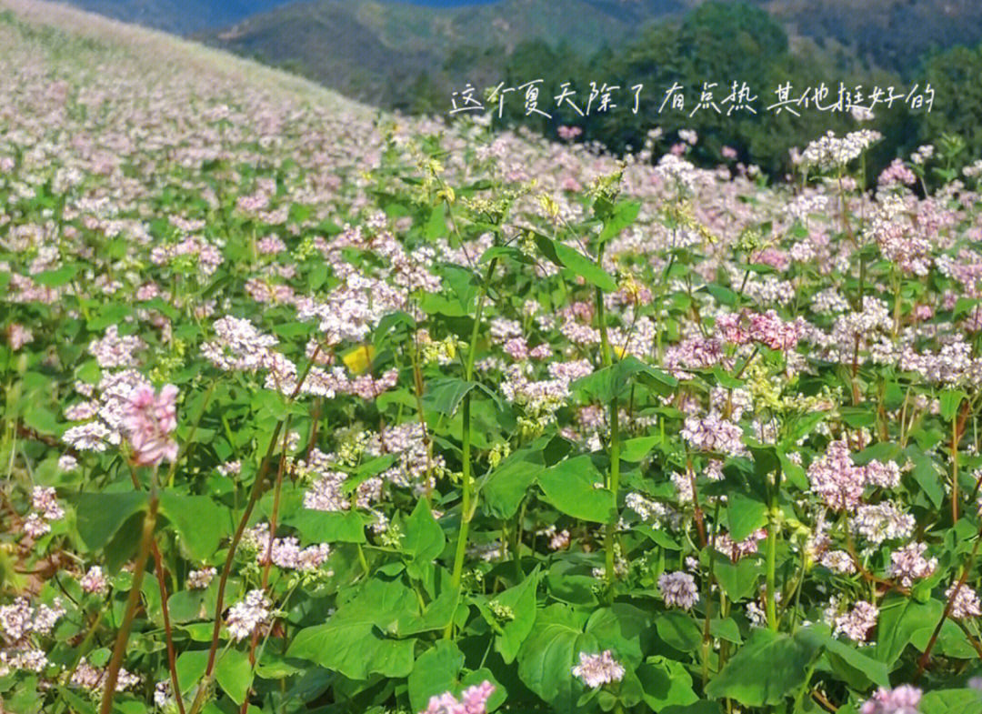 荞麦花