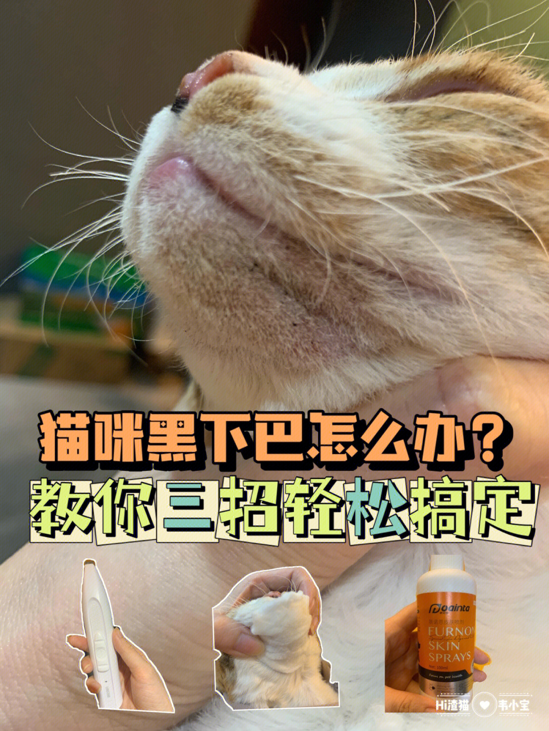 猫咪黑下巴怎么治图片