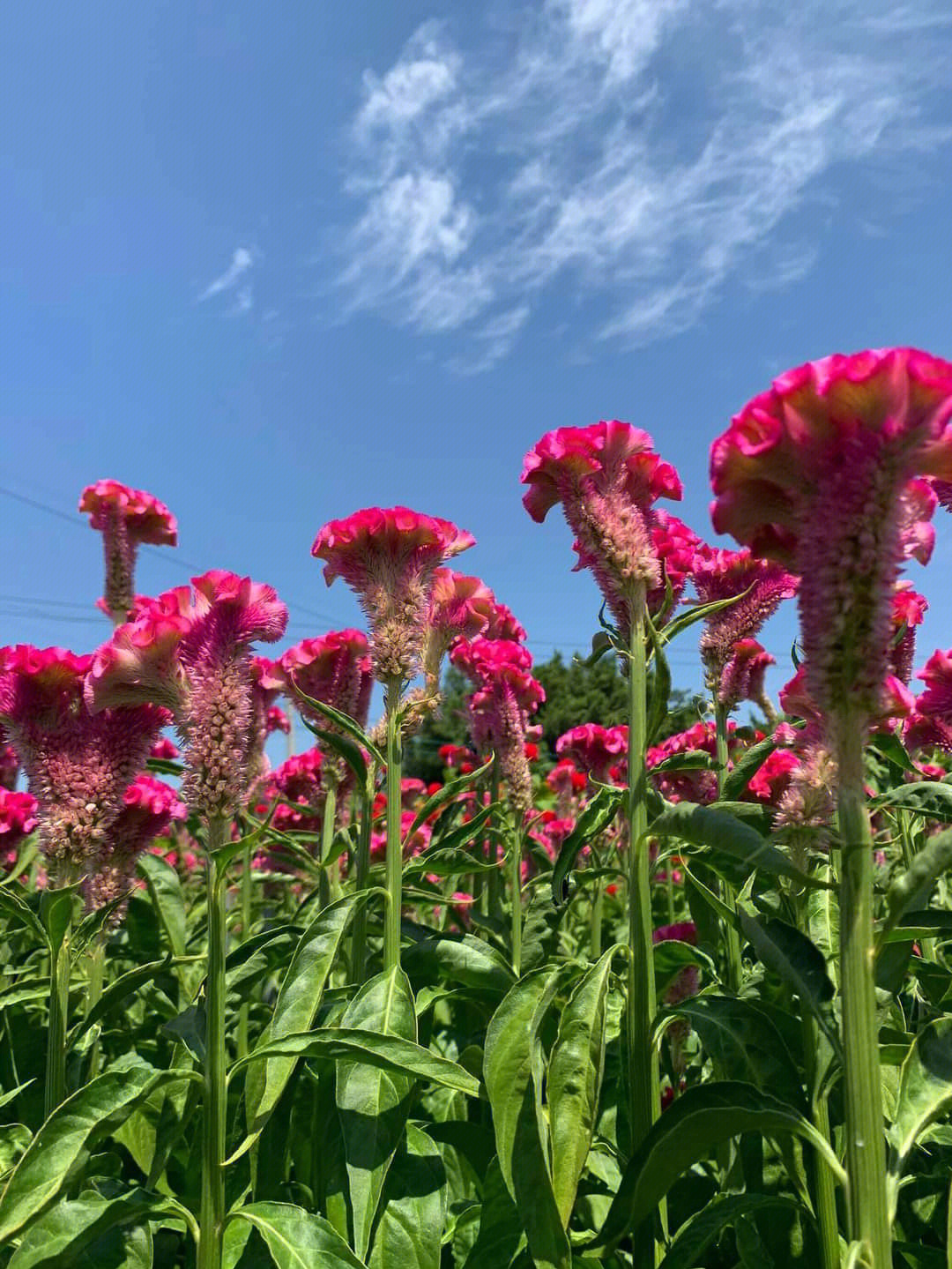 花中禽王鸡冠花