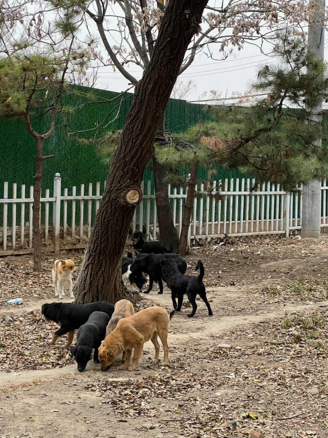 北京流浪狗救助站图片