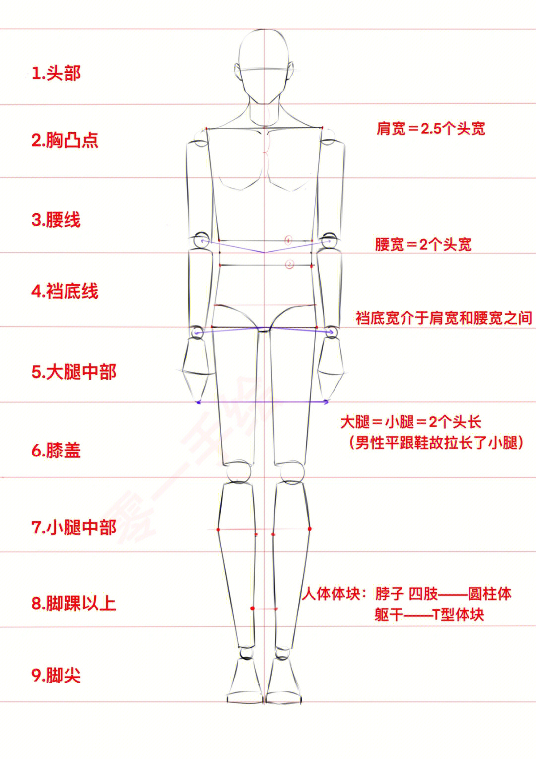 九头身测量图图片