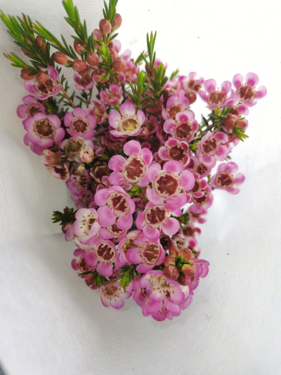 粉色腊梅的花语图片