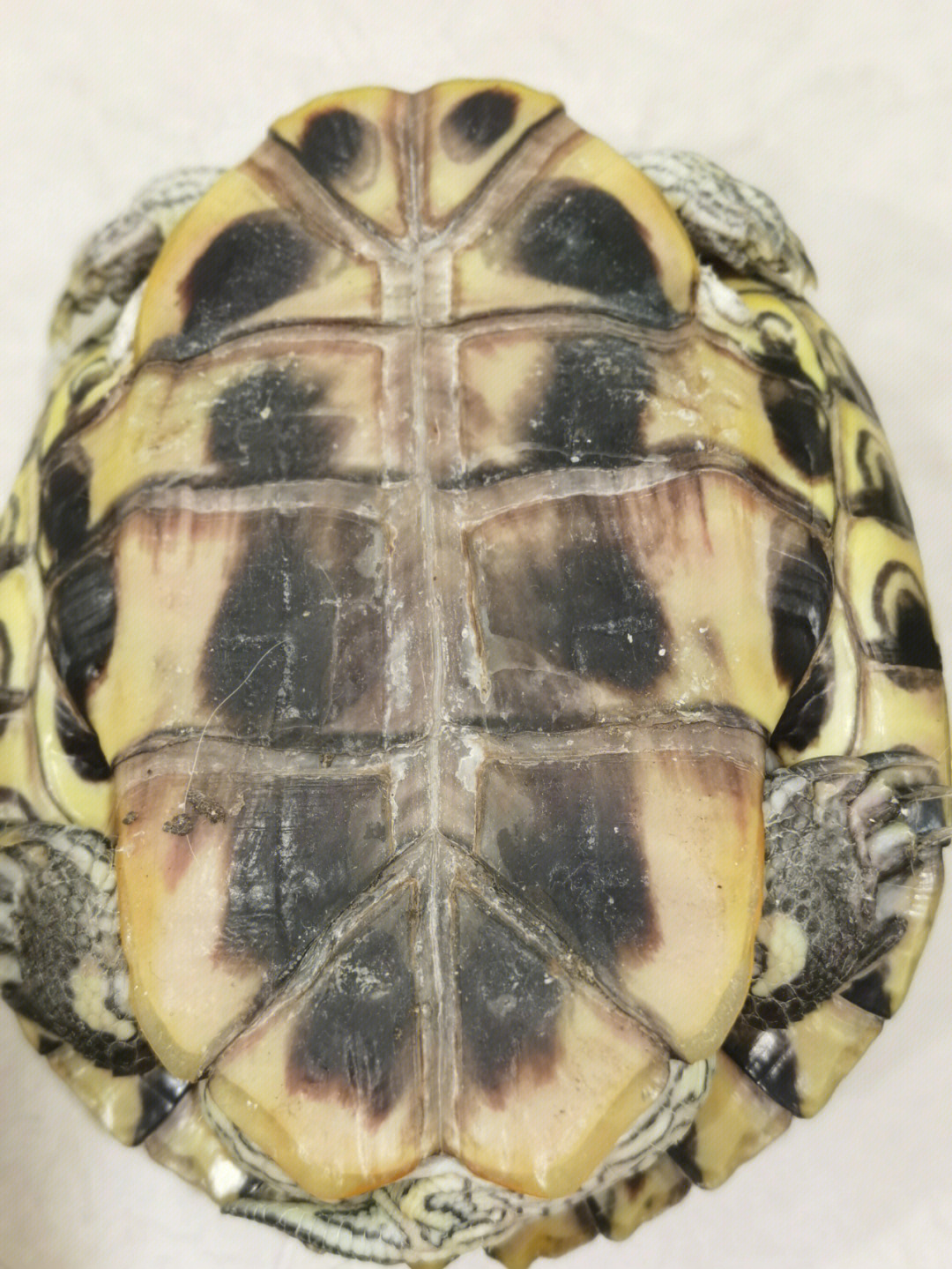 巴西彩龟怎么分辨公母图片