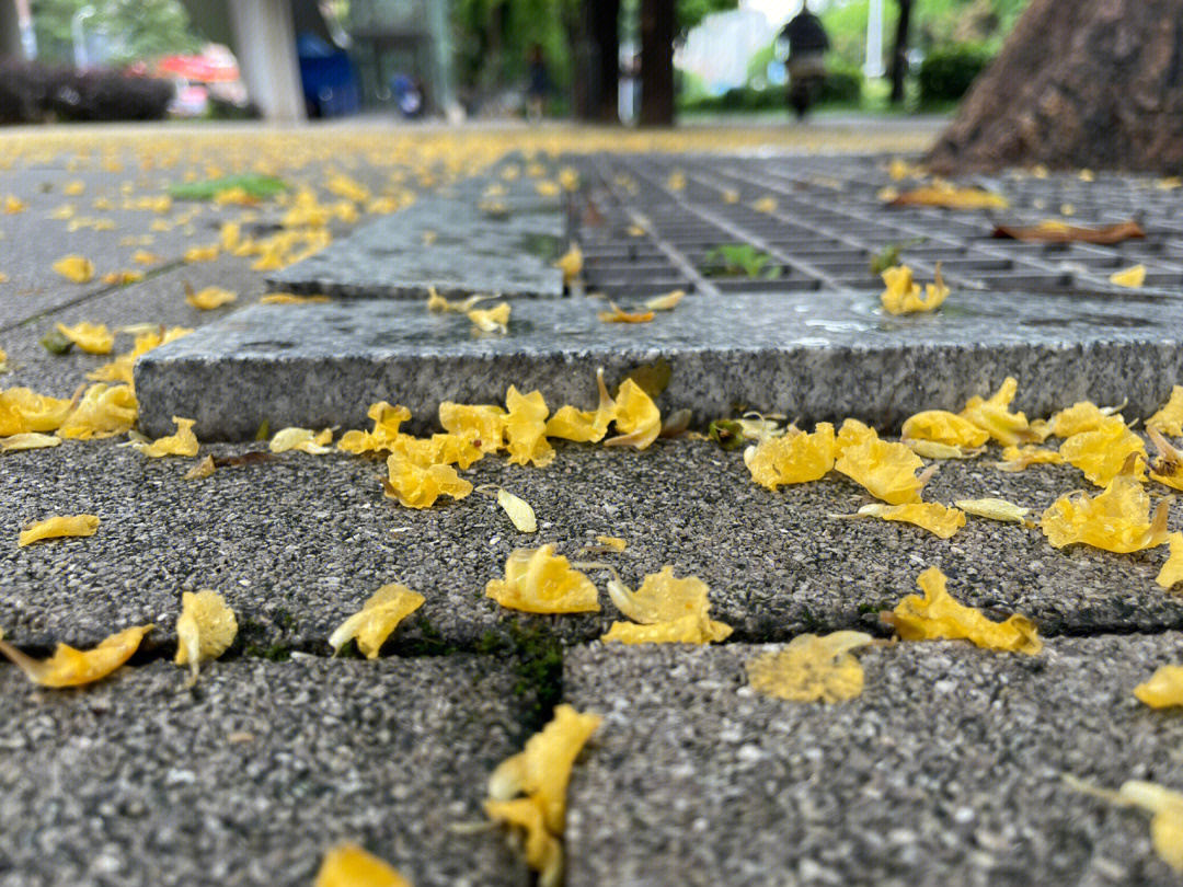 雨后的落英缤纷