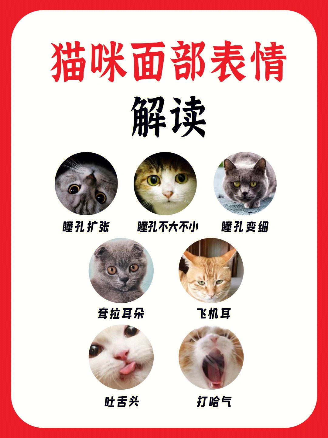 猫表情包含义图片