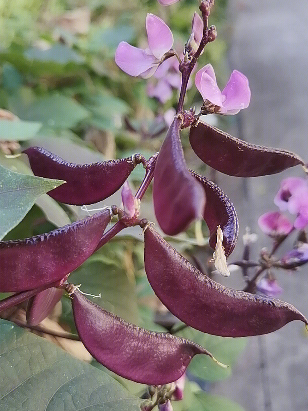 扁豆花很漂亮,娇嫩的紫色
