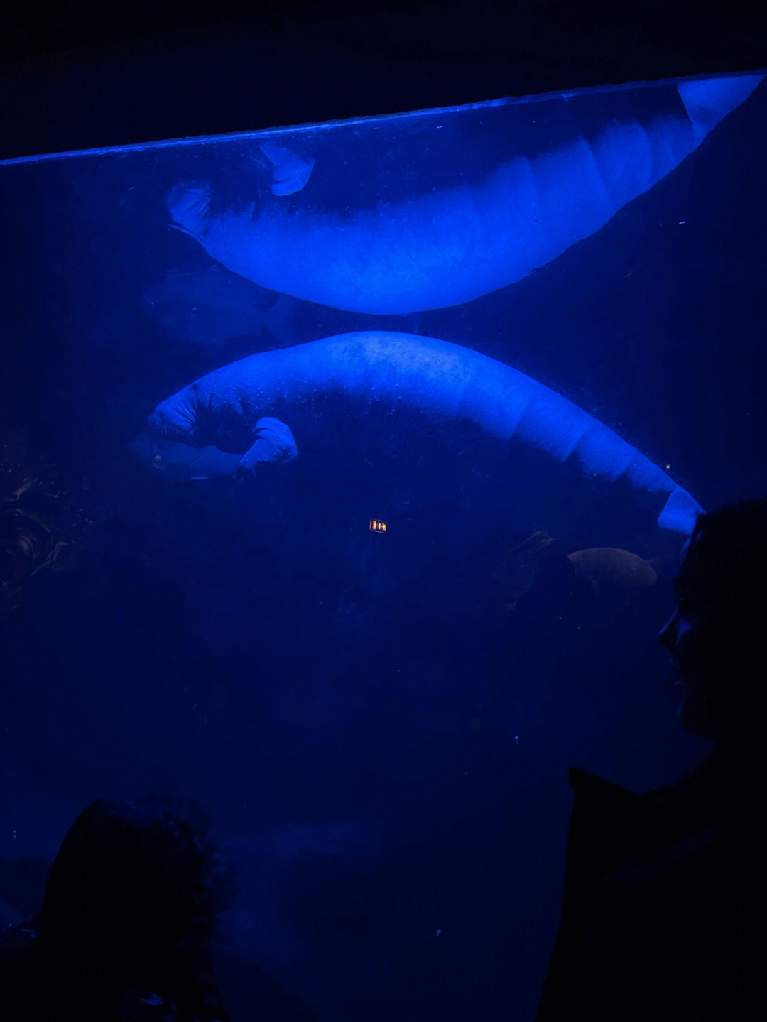 珠海长隆夜间动物园图片