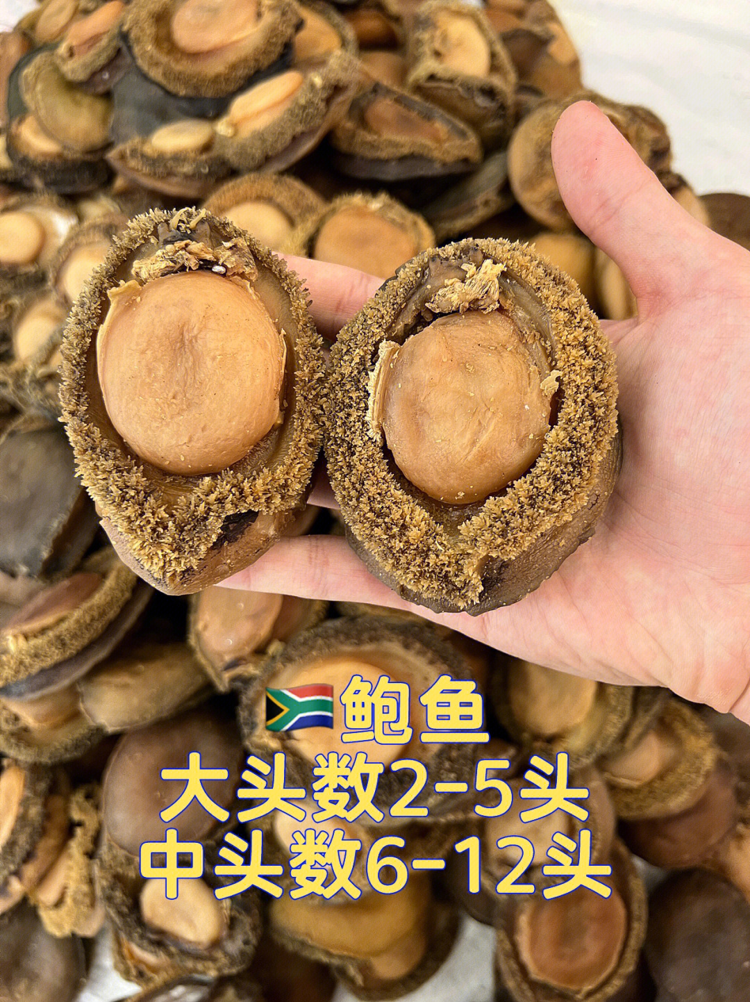 南非鲍鱼批发 头数齐全 价格优势#高端食材#鲍鱼#溏心鲍鱼