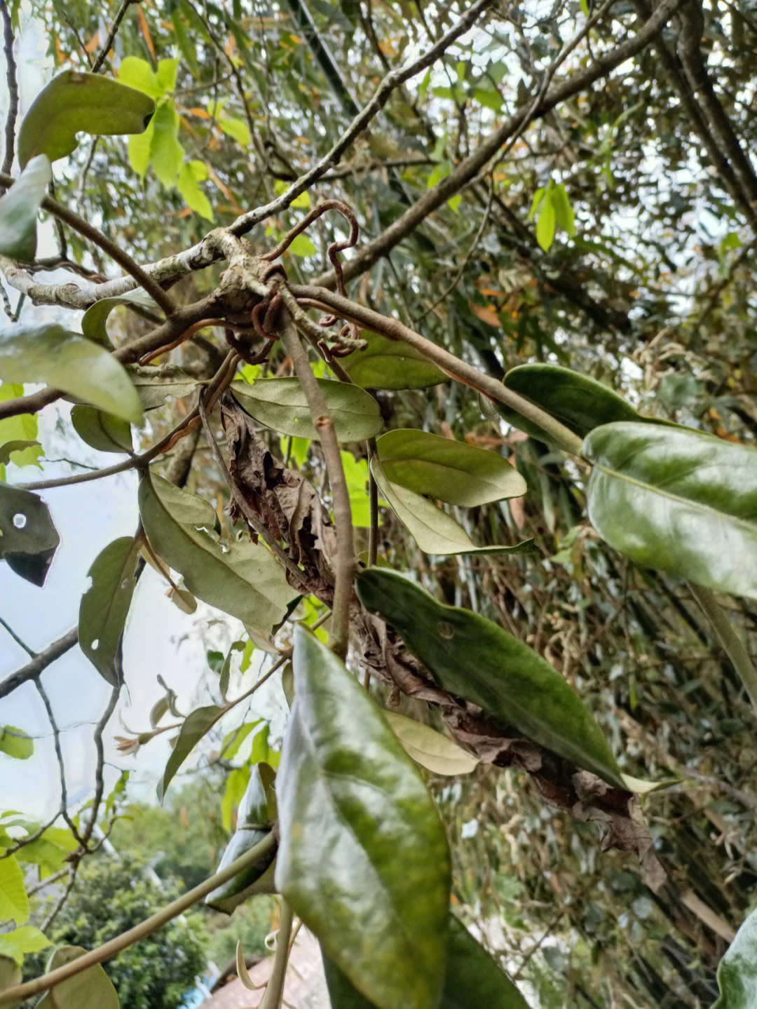 植物寄生关系图片