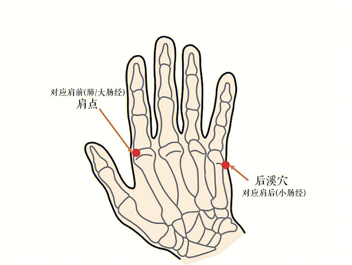 掌后高骨精准位置图图片