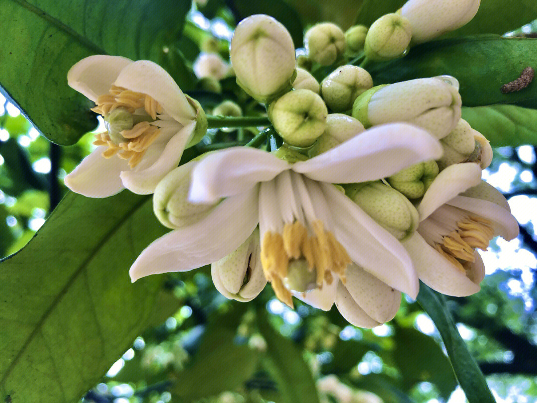 柚子花