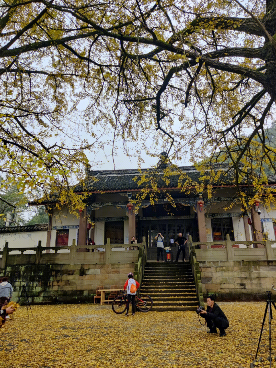 重庆秋天之铜梁慧光寺千年银杏树