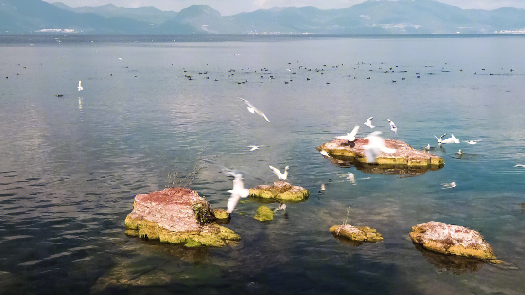 澄江仙湖湾湿地公园图片