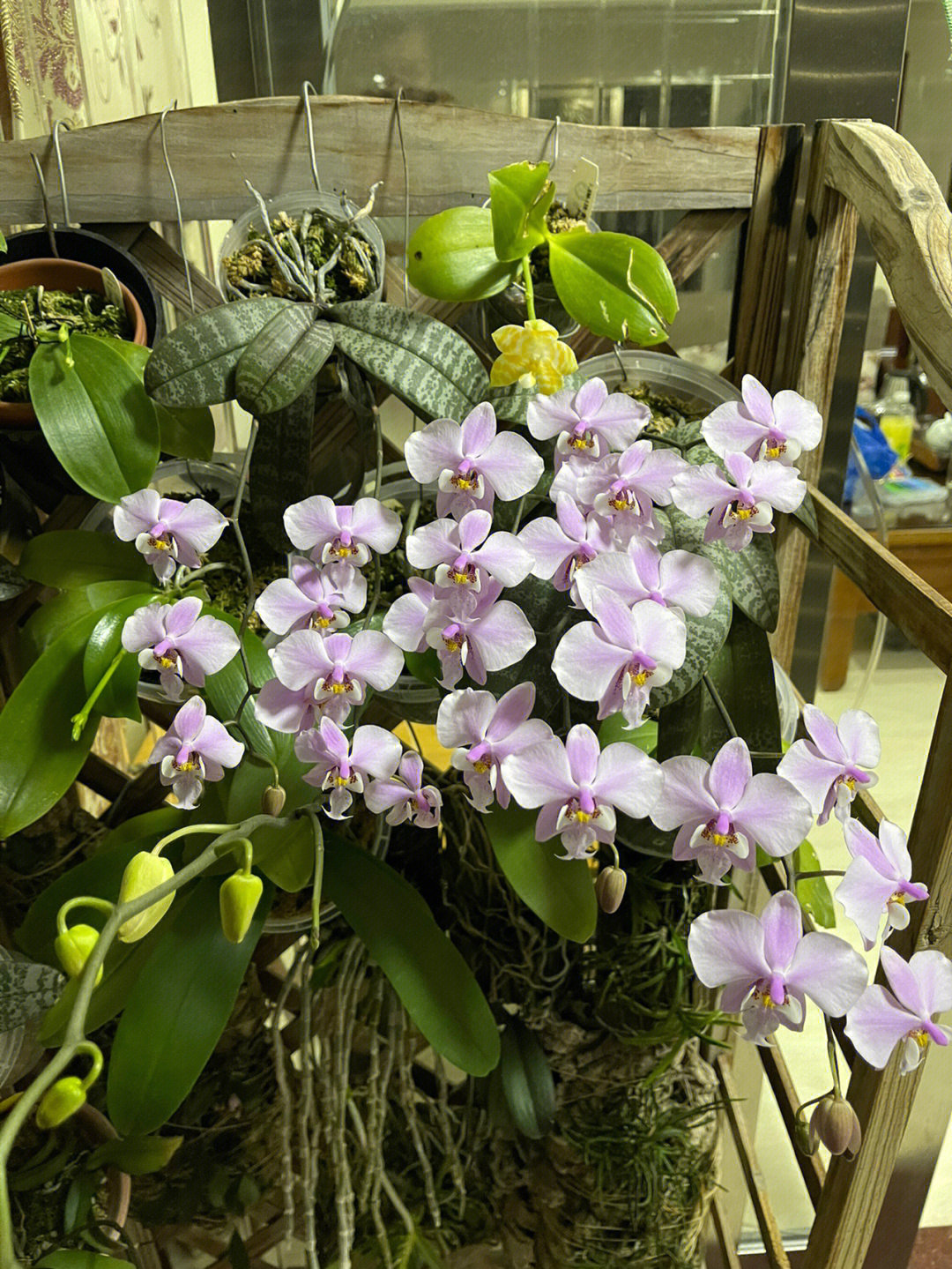 西雷利蝴蝶兰板植不名产区侧芽株