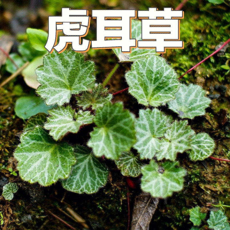 花境植物第146弹虎耳草