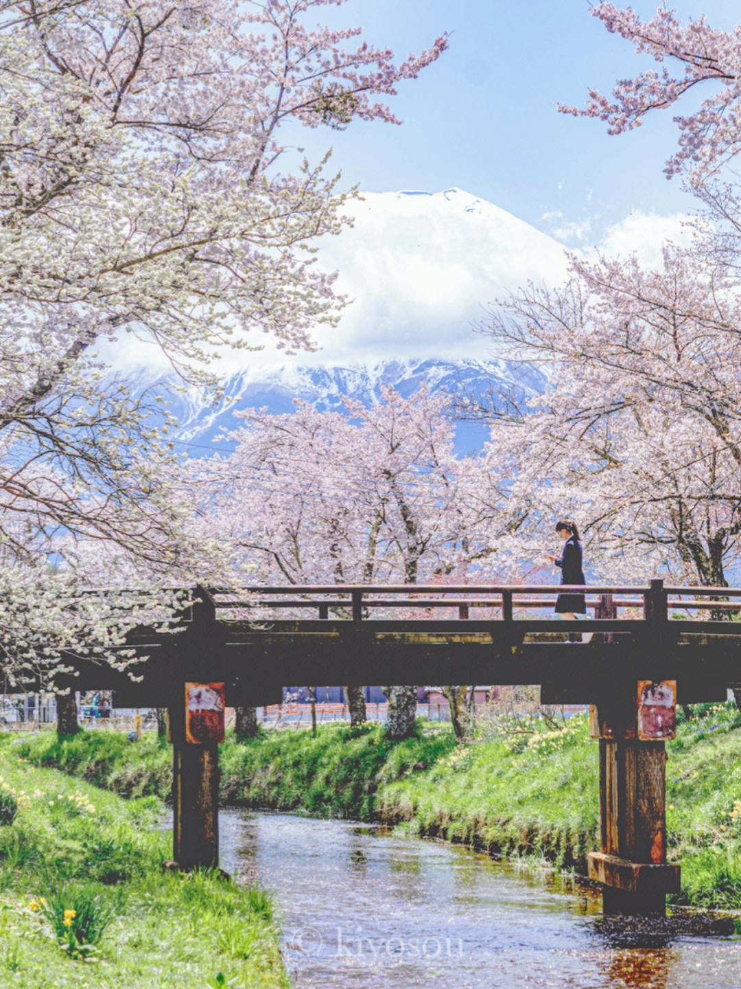 4月下旬的富士山樱花