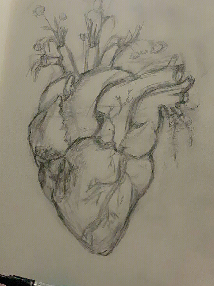 心脏解剖图手绘素描图片