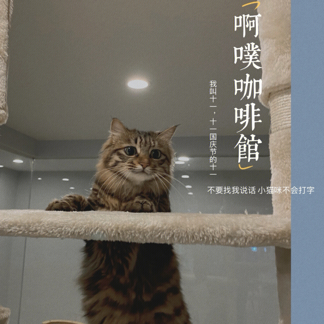 猫咖ppt模板免费图片