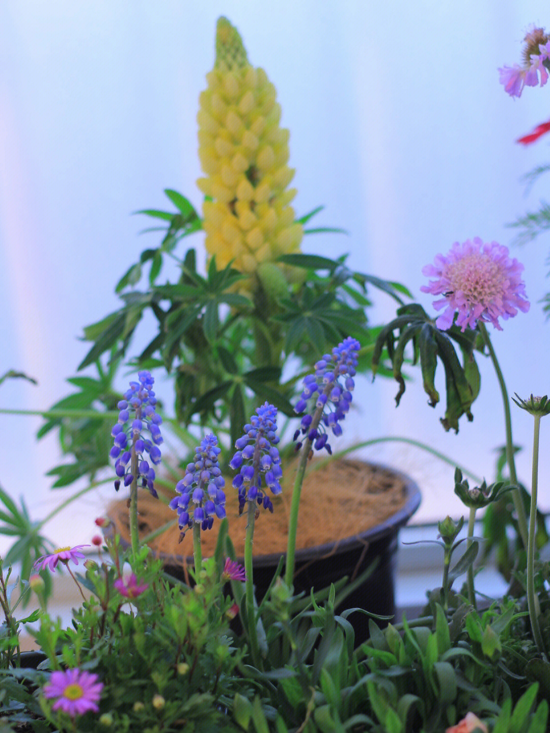 今日阳台一角鲁冰花(清新清香)松虫草(又叫蓝盆花,紫色的好好看,红色