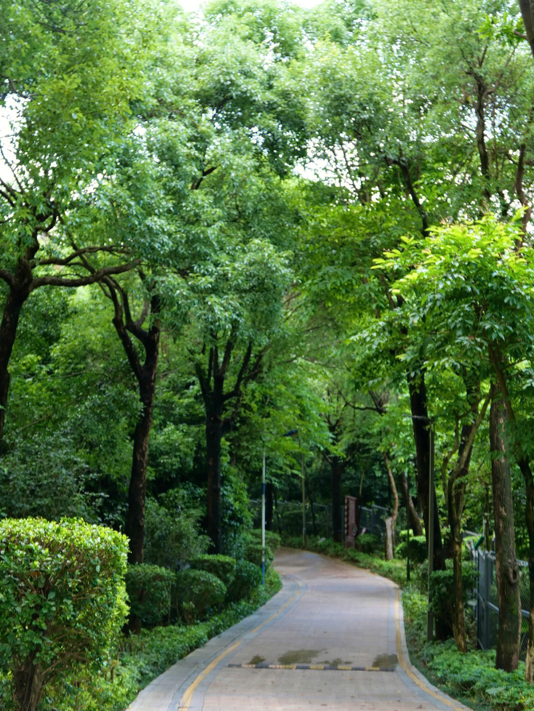 深圳龙华环城绿道图片