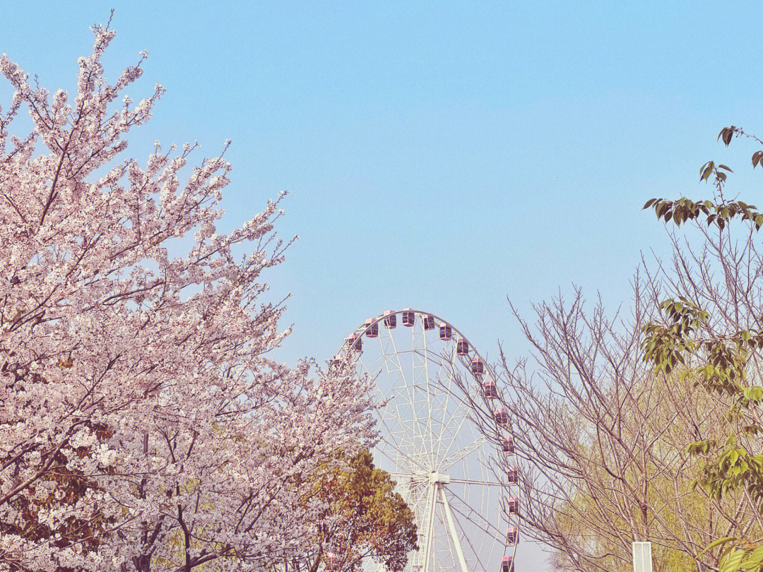 顾村公园樱花漫天