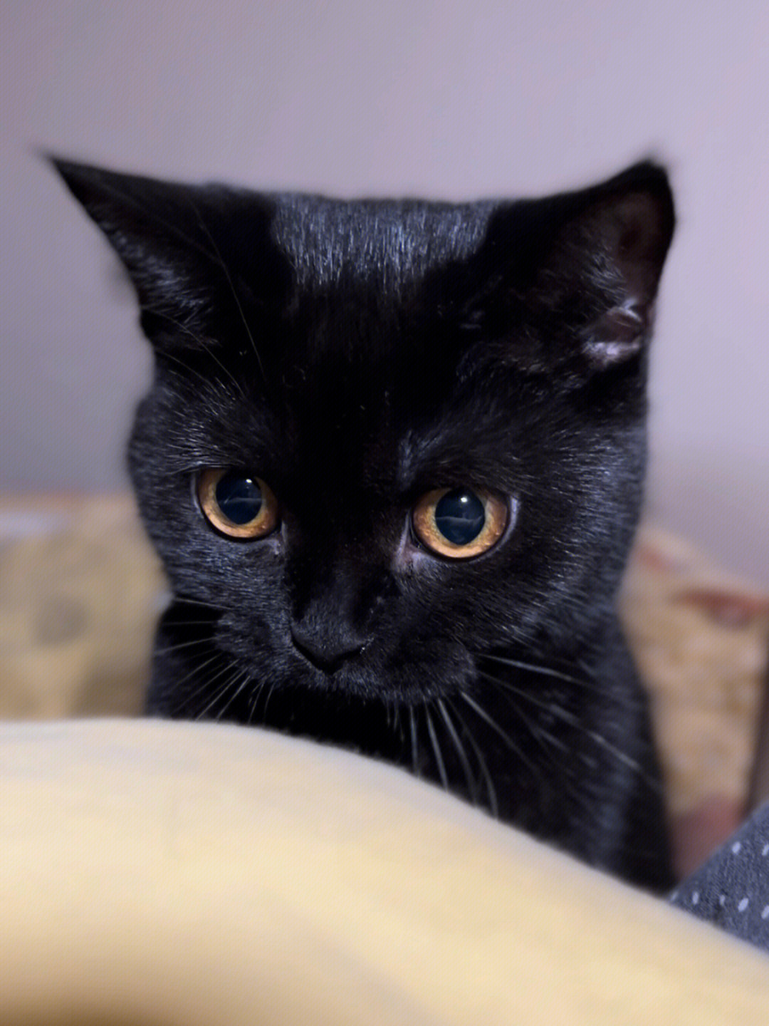 一只黑糖啵啵小猫图片
