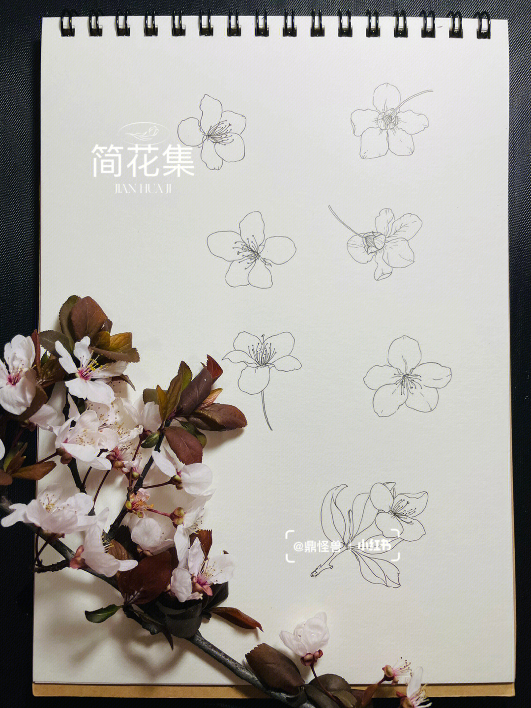 紫叶李树手绘图片