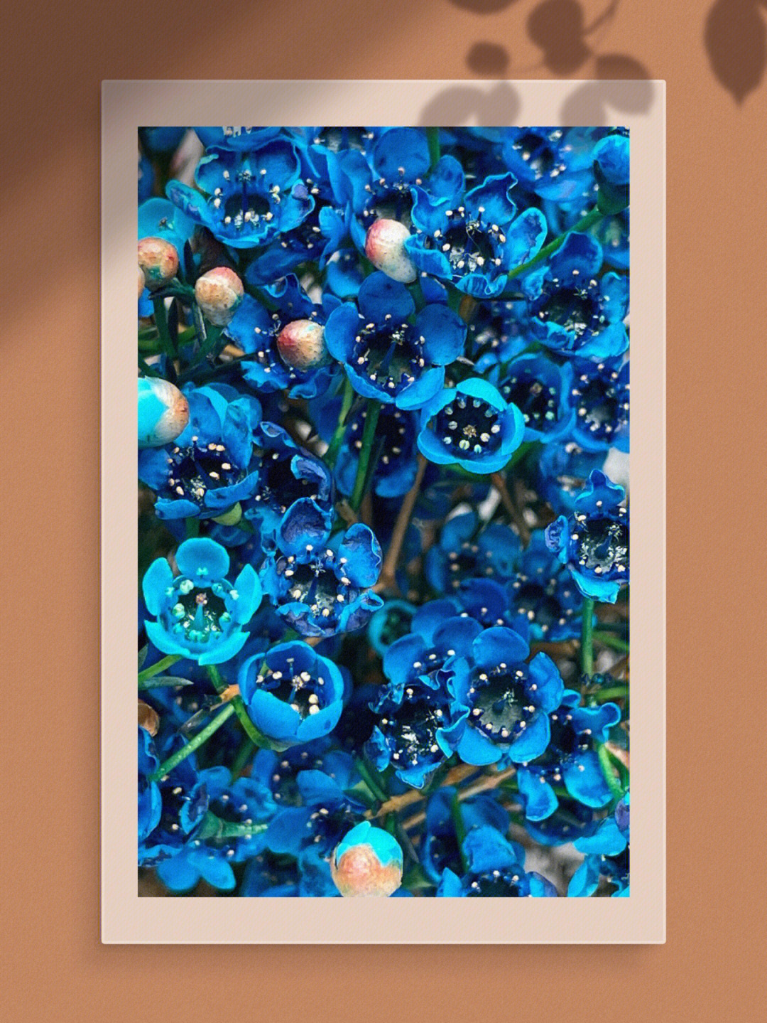 蓝澳梅,就是蓝色的梅花,主要来自澳洲