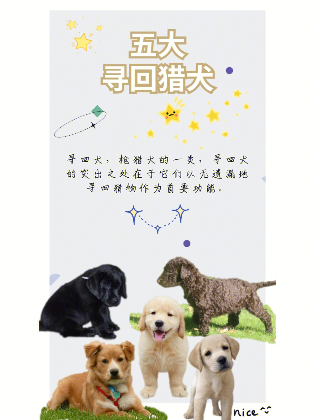 99金毛寻回犬91平毛巡回猎犬91卷毛巡回猎犬99拉布拉多寻回犬