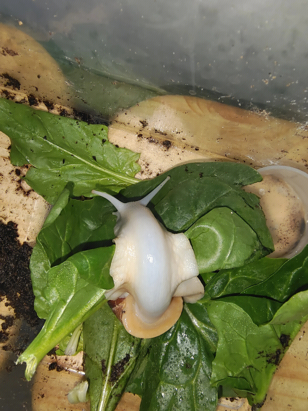 白玉蜗牛身体发青图片