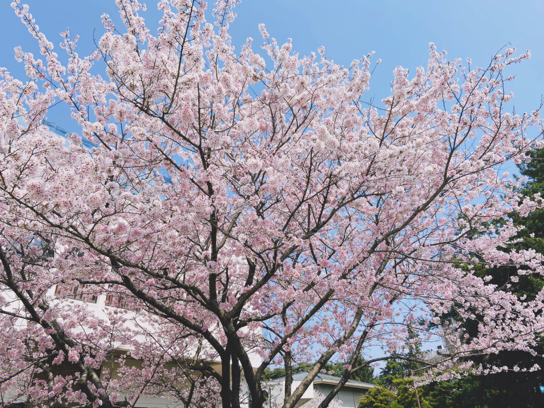 韩国樱花