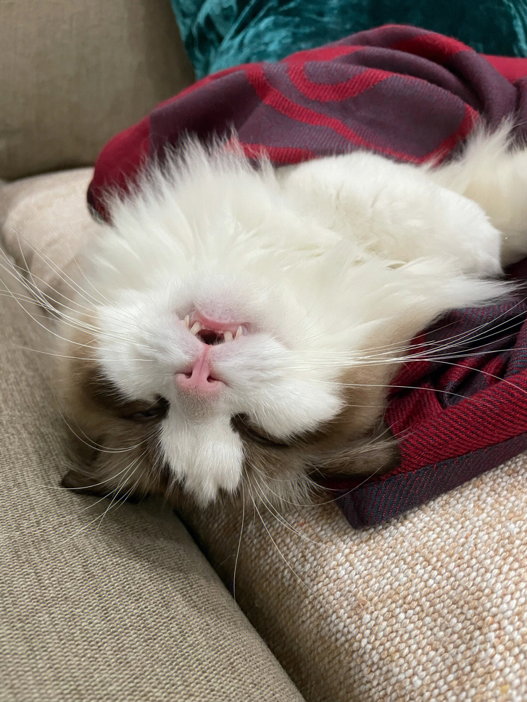 布偶猫小猫咪能有什么奇怪睡姿