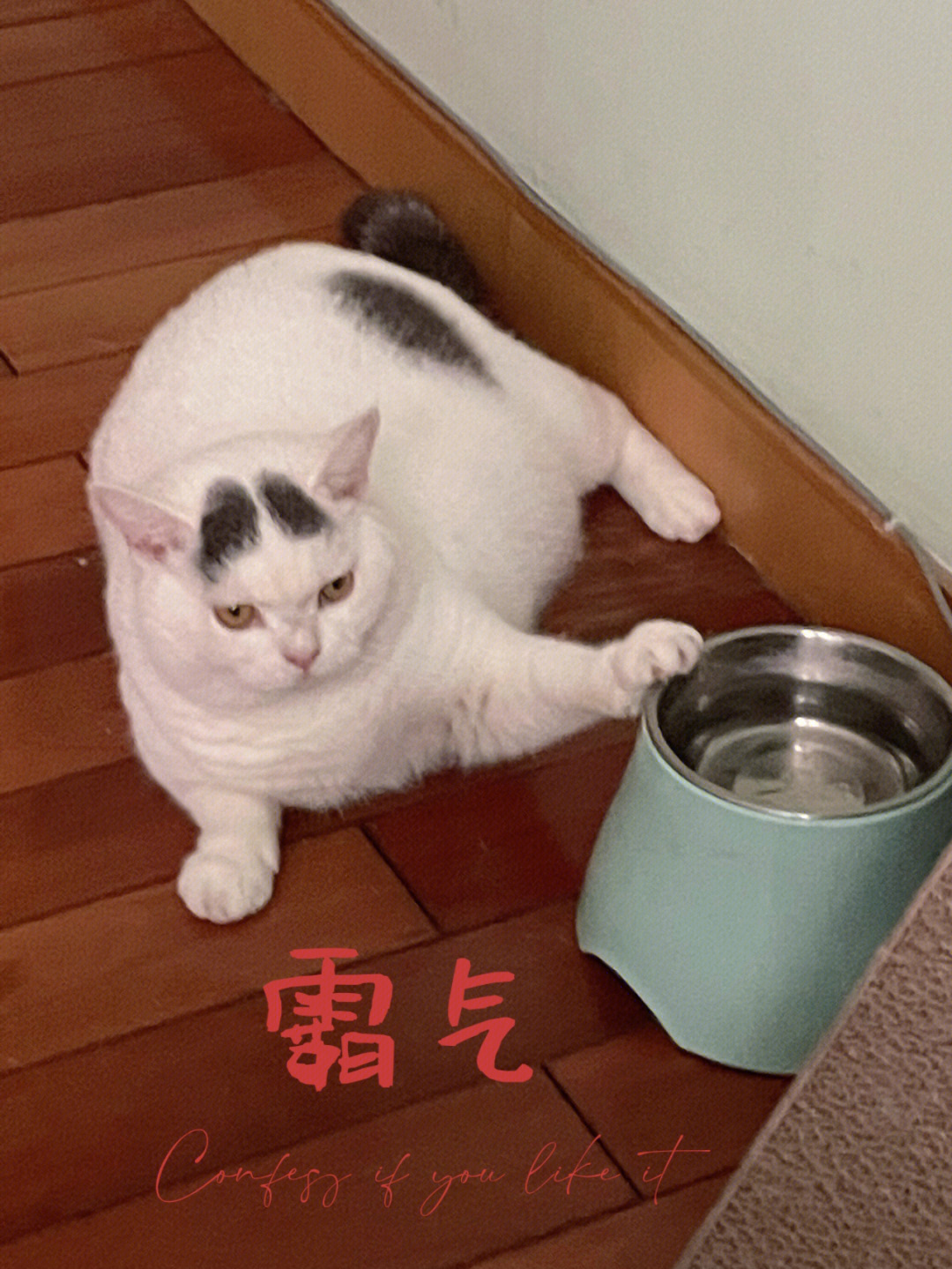 我的猫又凶又憨