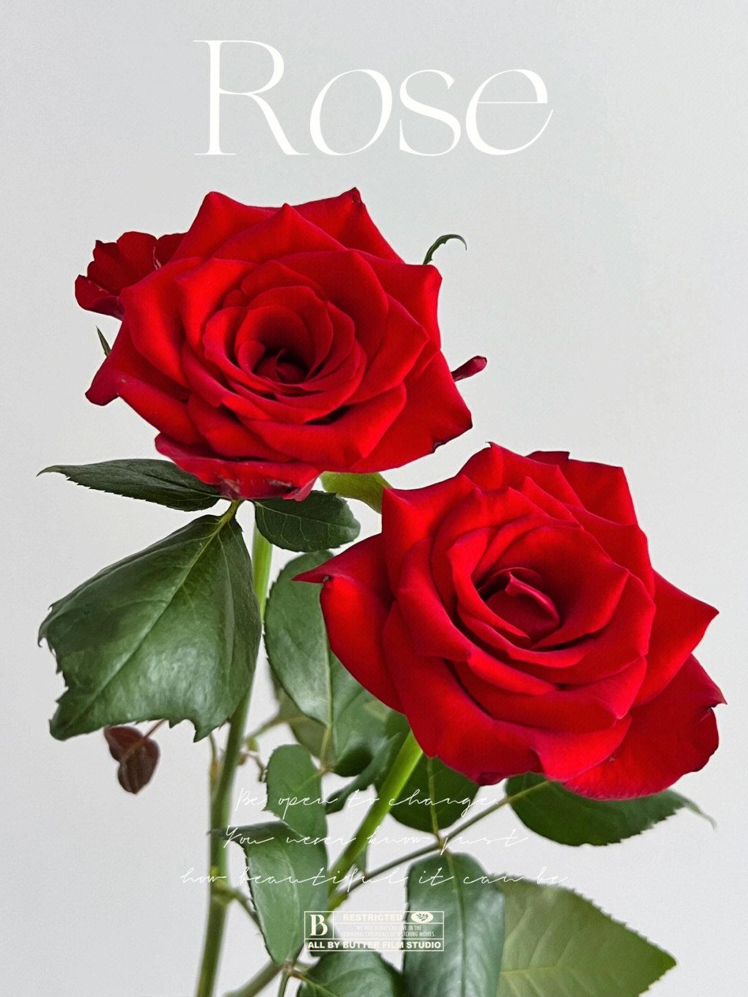 浪漫的火神红玫瑰花物语