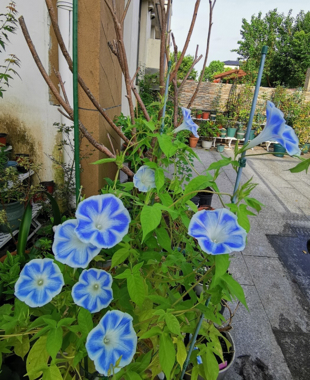 牵牛花一天早中晚颜色图片