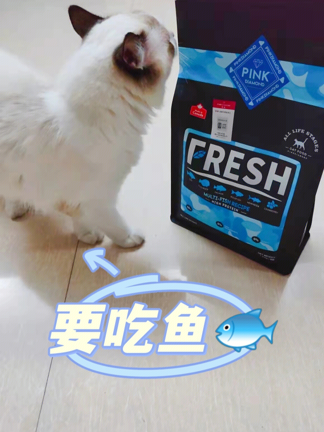 新口粮喜欢吃鱼的猫咪不要错过哦