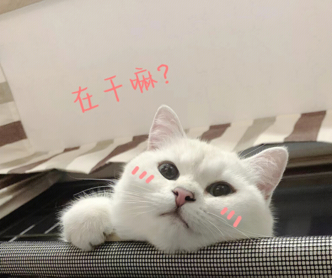 猫猫试探表情包图片