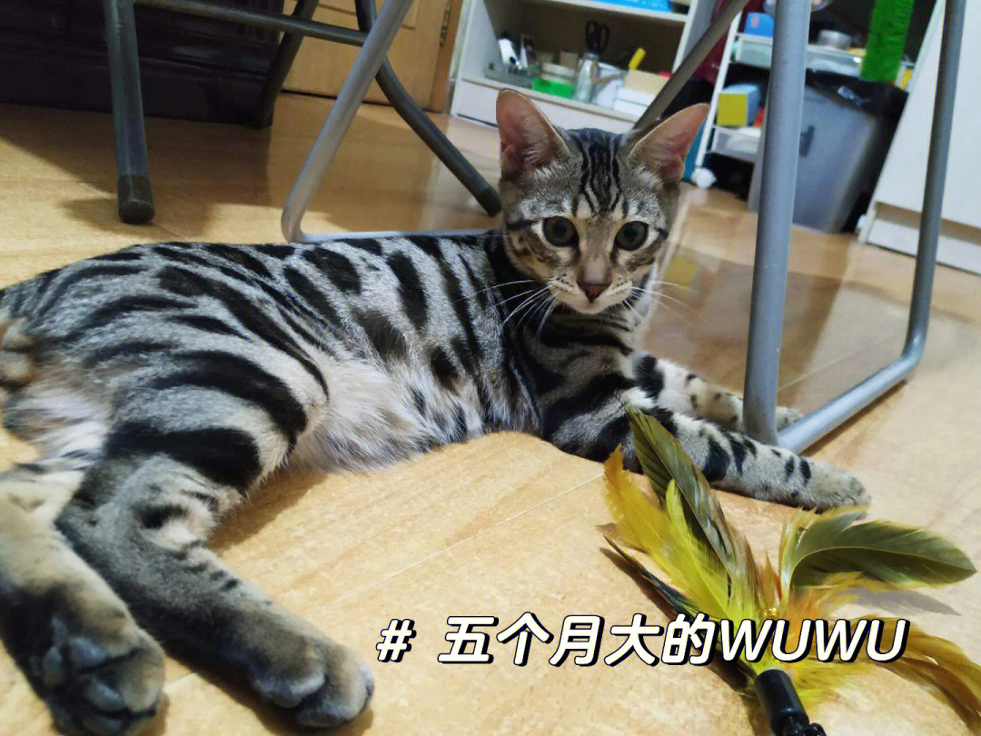 豹猫和橘猫的后代图片