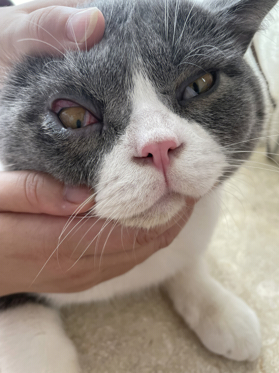 猫咪倒睫下眼皮内卷