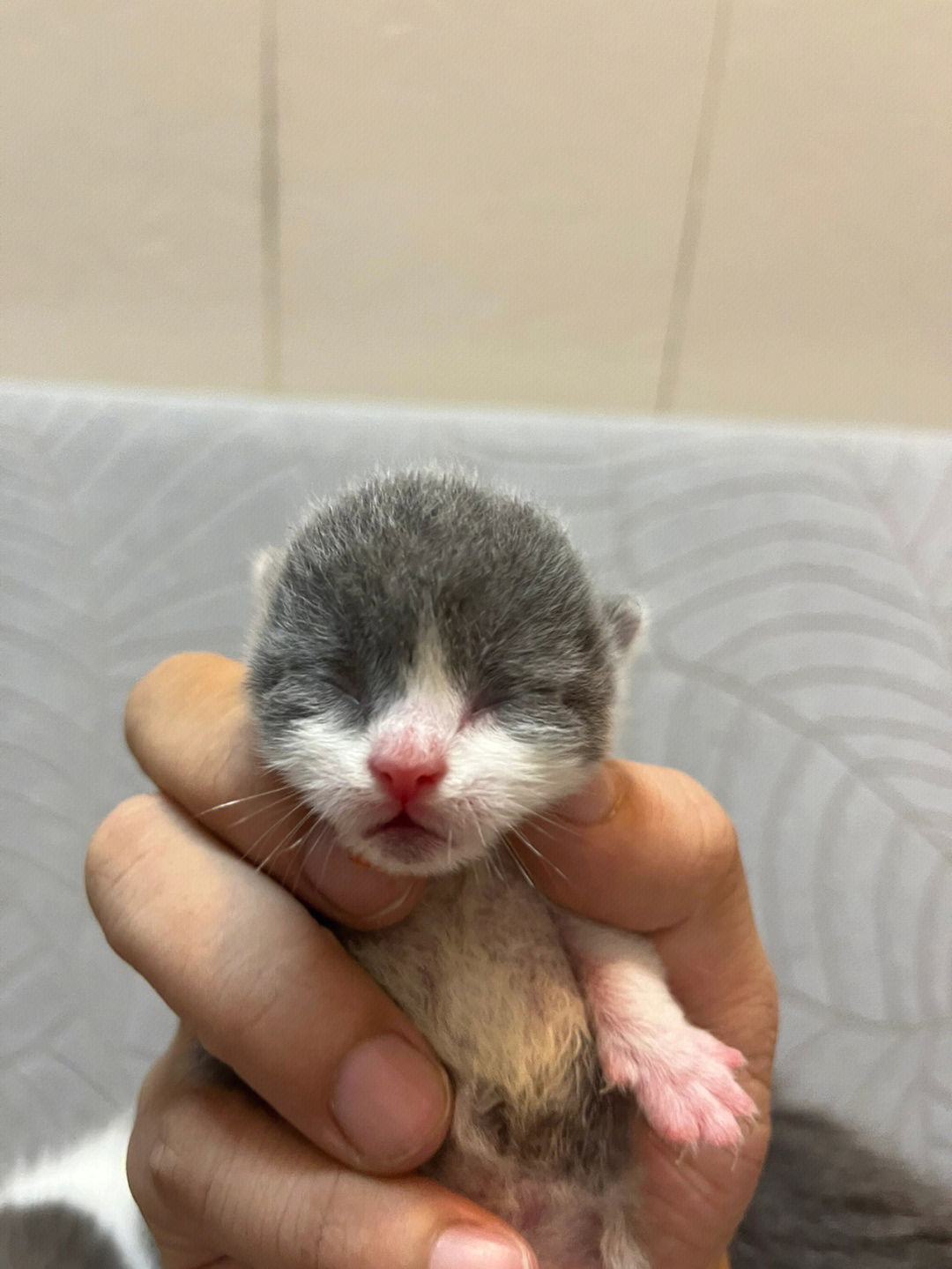 刚出生的小猫几天睁眼图片