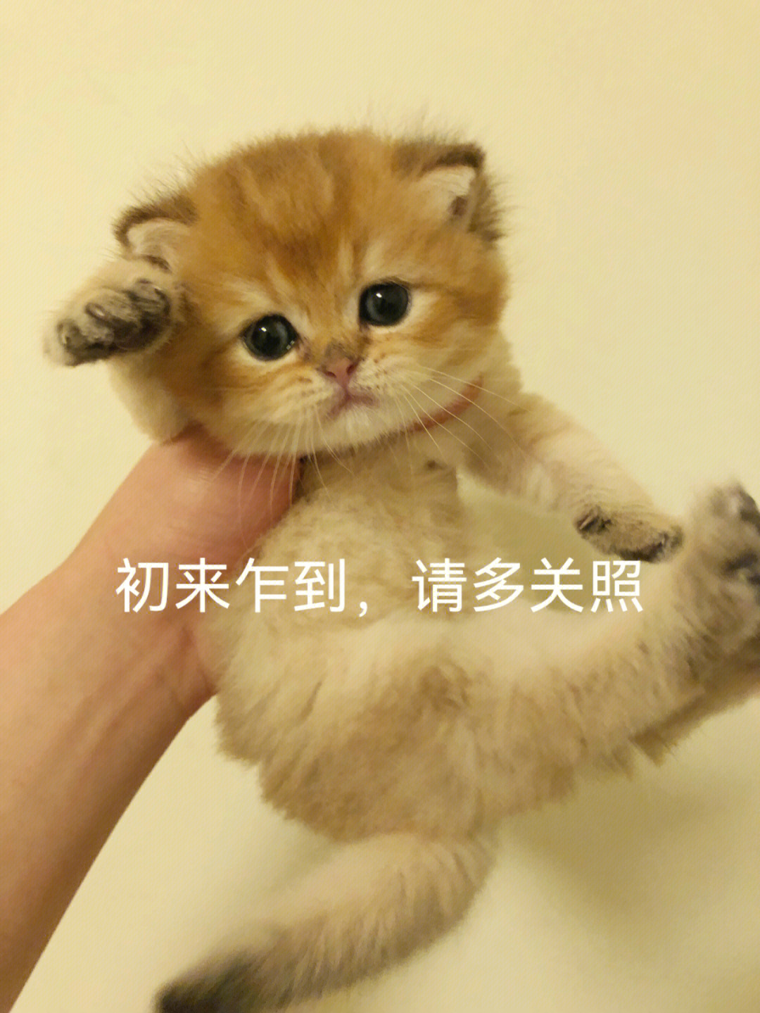 小猫举手表情包图片