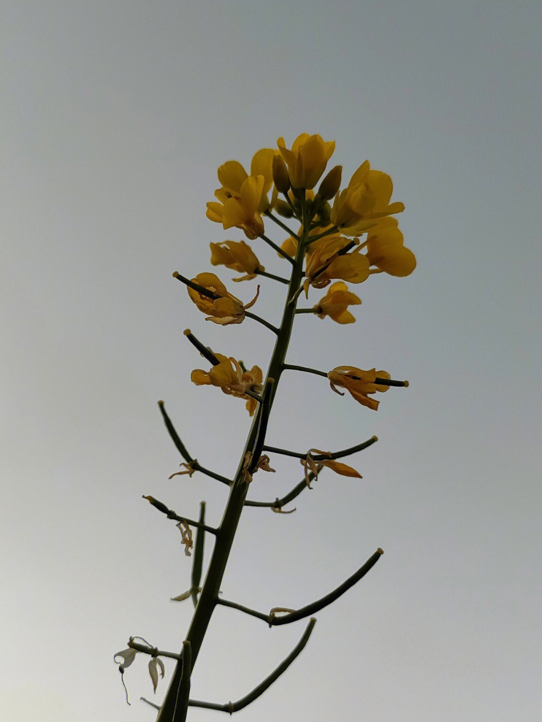 汕头东湖油菜花图片