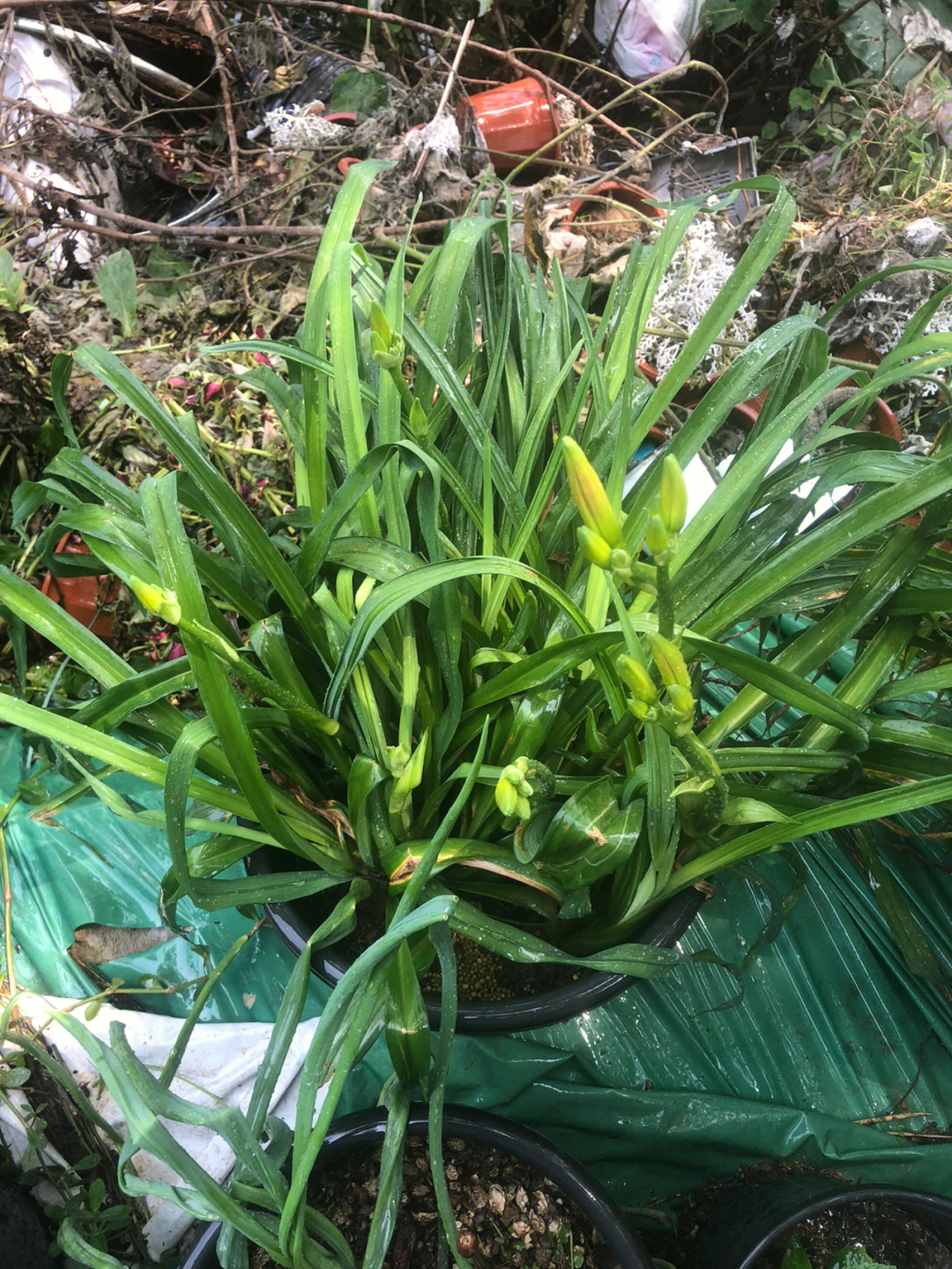 萱草花 日本原版图片