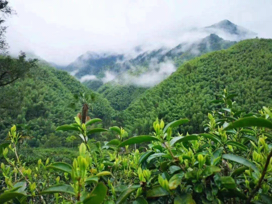 黄山毛峰正宗的高山茶